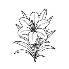 vector illustration of lily flower