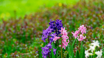 Fototapeta premium Blooming hyacinth flowers in a garden flowerbed.