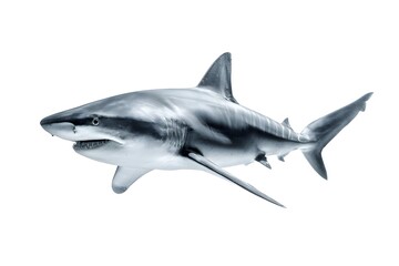 Obraz premium A fierce shark radiating intense power and raw spontaneity.