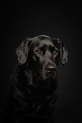 Close-up of a happy black Labrador Retriever with shiny eyes and wet nose, photographed in a studio setting. Playful expression and dark background.