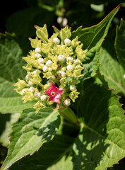 A pink flower opens in a cluster of unopened buds on a Hydrangea plant surrounded by large green leaves of the same plant in late spring