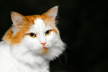  Portrait of a white and red cat  