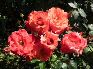 Six huge, open reddish roses from a rose plant, along with unopened buds from the same plant, add...