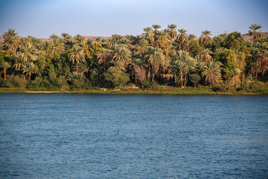 Palm-lined banks of the blue Nile River near Aswan, Egypt, showcasing lush vegetation and serene river landscape.