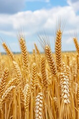 Landscape of a wheat field with tall stalks on a sunny day.