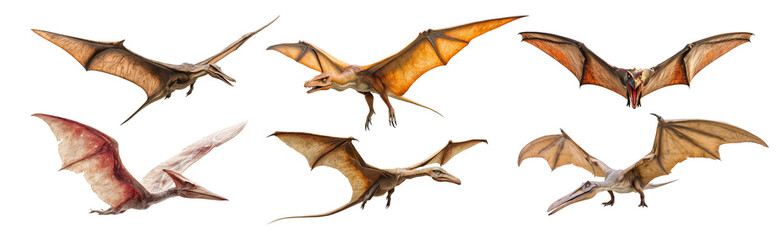 Fototapeta premium Set of pterodactyl isolated on transparent background.