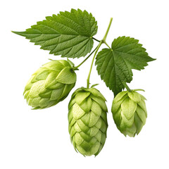 Green hop cones and leaves isolated on transparent background