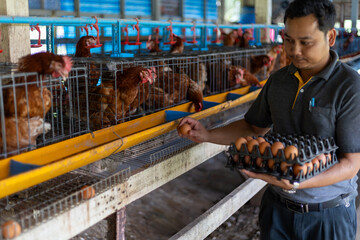a farmer's hands collecting fresh  eggs from system at a poultry farm. Brown laying hens are...