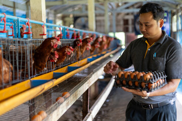 a farmer's hands collecting fresh  eggs from system at a poultry farm. Brown laying hens are...