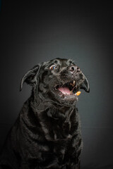 Funny dog making a silly face while trying to catch a treat in mid-air. Studio shot with dark...