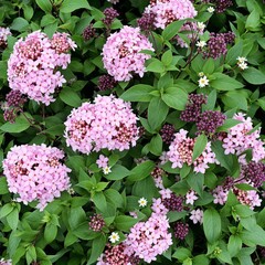 Fototapeta premium Vibrant Pink Flower Clusters Amidst Lush Green Foliage