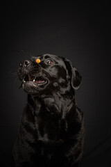 Funny dog making a silly face while trying to catch a treat in mid-air. Studio shot with dark background. Expressive moment full of energy and character.