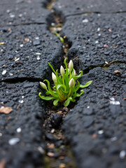 Hylotelephium telephium growing between cracks in the asphalt