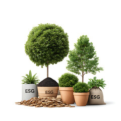 bonsai tree isolated on white