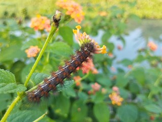 Cocoa Tussock Moth caterpillar (Orgyia postica) on leaf