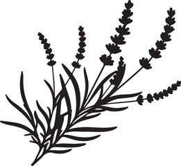 Lavender flower in silhouette white background. © Sundas