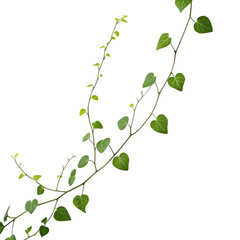 Green vine with heart shaped leaves isolated on transparent background