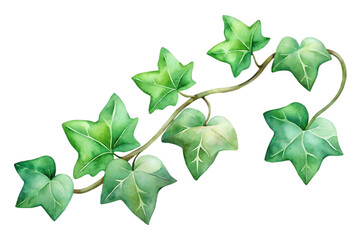 Green ivy vine with leaves isolated on transparent background