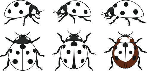 Ladybug vector illustration set, black and white beetles, cartoon insect collection, top and side views, spotted bugs clipart graphics. © Md Rofequl Islam
