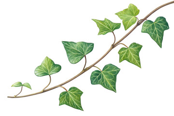 Green ivy vine branch isolated on transparent background