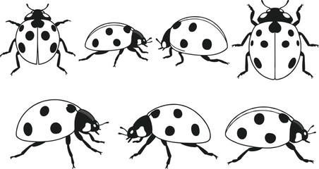Ladybug insect vector set, cartoon beetle illustrations in black and white, top and side view, spotted bug clipart design.