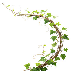 Curving ivy vine with green leaves isolated on transparent background