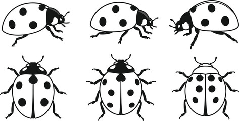 Set of ladybug insect silhouettes, vector illustration in black and white, beetle top view and side view design icons. © Md Rofequl Islam