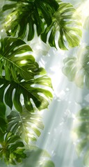 Tropical monstera leaves with sunlight rays shining through in lush green jungle background