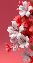 Elegant 3D white and red flowers on pink background for romantic floral design