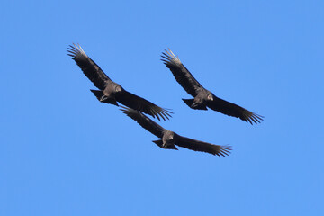 Three turkey vultures big black birds with red heads buzzards in flight formation. 