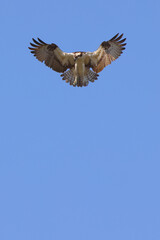 Osprey hovering over prey against deep blue sky.