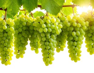 Lush green grapes hanging from the vine, bathed in sunlight, symbolizing abundance and freshness