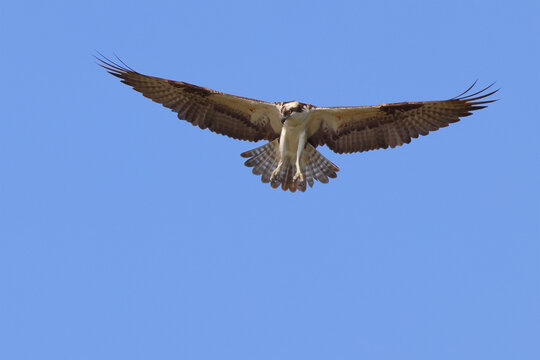 Osprey in flight against deep blue sky. 