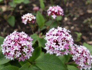Clusters of delicate pink and white flowers bloom in a setting.