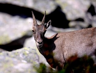 Alpine ibex (Capra ibex) in the French Alps - wildlife behavior and alpine nature