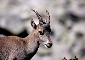 Alpine ibex (Capra ibex) in the French Alps - wildlife behavior and alpine nature