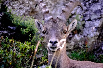 Alpine ibex (Capra ibex) in the French Alps - wildlife behavior and alpine nature