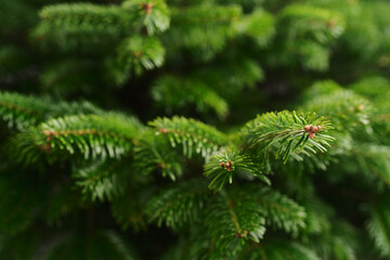 Closeup shot of spruce tree indoor, ready to be decorated as a christmas tree
