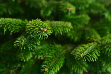 Closeup shot of spruce tree indoor, ready to be decorated as a christmas tree