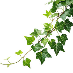 Green ivy plant vine isolated on transparent background