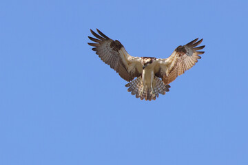 Osprey hovering in flight diving after prey blue sky. 