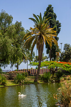 Swan Swimming in Parque de Santa Catarina, Funchal, Madeira | Łabędź pływający w Parque de Santa Catarina, Funchal, Madera | Cisne a nadar no Parque de Santa Catarina, Funchal, Madeira