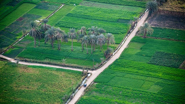 Aerial view of lush green fields with palm trees in clusters and a road cutting through the farmland near Luxor, Egypt