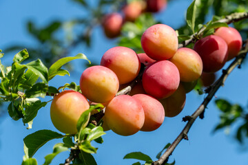 a branch full of ripe plums
