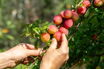 Farmers hand gathering fresh harvest of ripe organic  plums