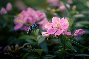 bee on a flower