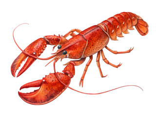 Freshly Cooked Lobster on transparent background