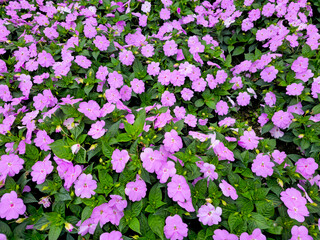 Beautiful Light Purple New Guinea Impatiens in Full Bloom