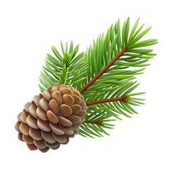 Pine cone and evergreen branch isolated on transparent background
