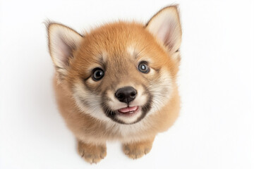 Fototapeta premium Adorable Shiba Inu puppy with a cute smile, fluffy fur, and playful expression